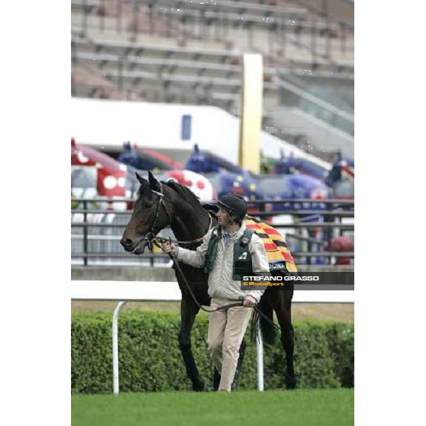 Westerner comes back to the stable after morning track works at Sha Tin Hong Kong, 7th dec. 2005 ph. Stefano Grasso