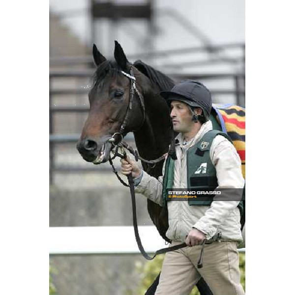 close up for Westerner after morning track works at Sha Tin Hong Kong, 7th dec. 2005 ph. Stefano Grasso