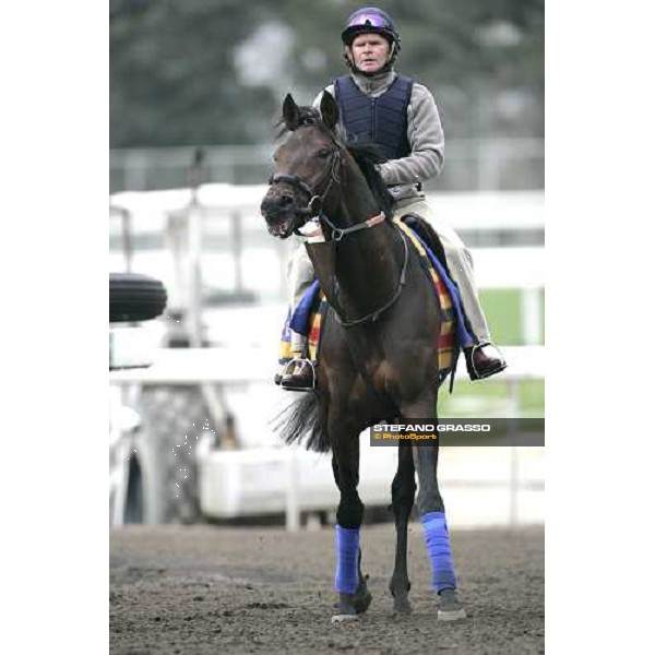 Rakti comes back to the stable after morning track works at Sha Tin Hong Kong, 7th dec. 2005 ph. Stefano Grasso