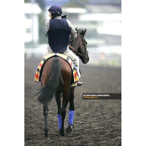 Rakti comes back to the stable after morning track works at Sha Tin Hong Kong, 7th dec. 2005 ph. Stefano Grasso