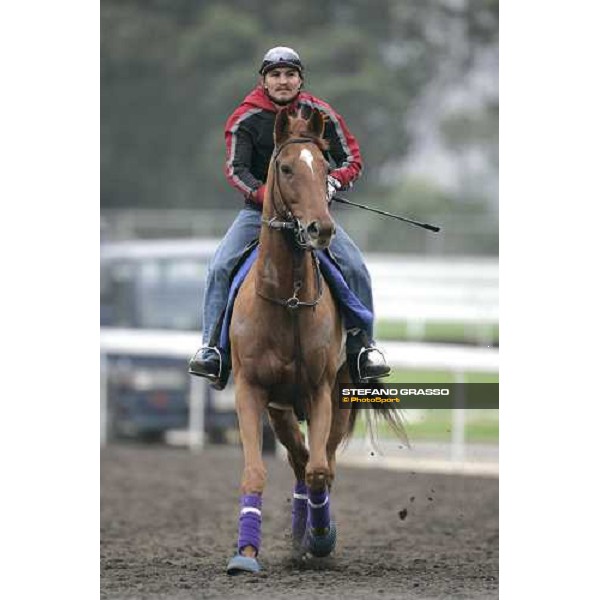 Designed for Luck during morning track works at Sha Tin Hong Kong, 7th dec. 2005 ph. Stefano Grasso