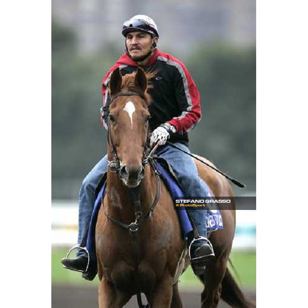 Designed for Luck during morning track works at Sha Tin Hong Kong, 7th dec. 2005 ph. Stefano Grasso