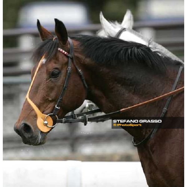 a close up for Warrsan after morning track works at Sha Tin Hong Kong, 7th dec. 2005 ph. Stefano Grasso