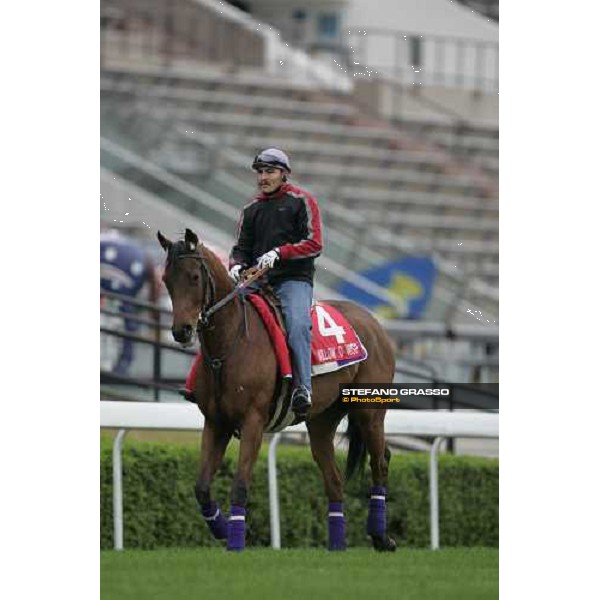 Willow o Wisp comes back to the stable after morning track works at Sha Tin Hong Kong, 7th dec. 2005 ph. Stefano Grasso