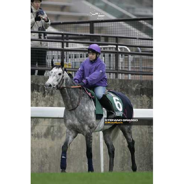 Reefscape comes back to the stable after morning track works at Sha Tin Hong Kong, 7th dec. 2005 ph. Stefano Grasso