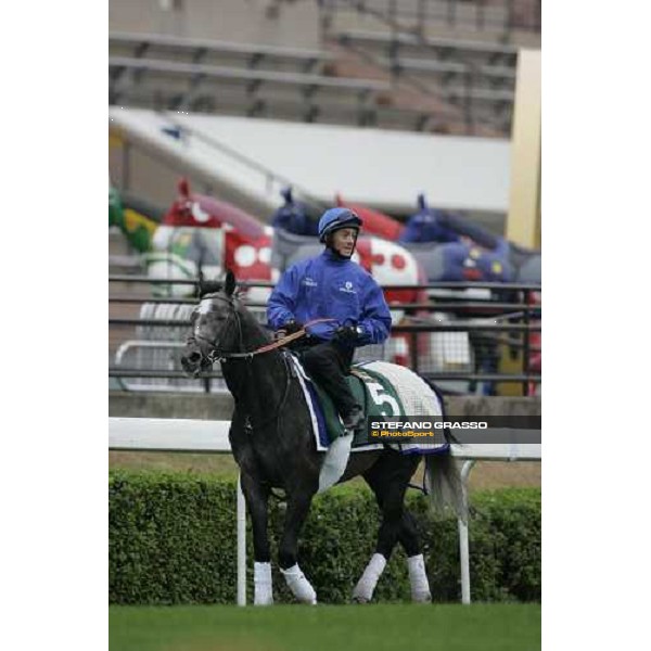 Cherry Mix comes back to the stable after morning track works at Sha Tin Hong Kong, 7th dec. 2005 ph. Stefano Grasso