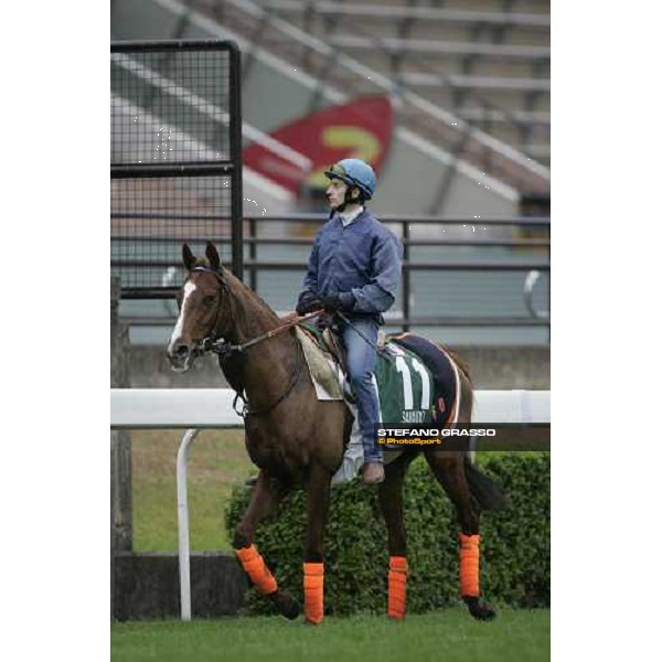 Samando come back to the stable after morning track works at Sha Tin Hong Kong, 7th dec. 2005 ph. Stefano Grasso