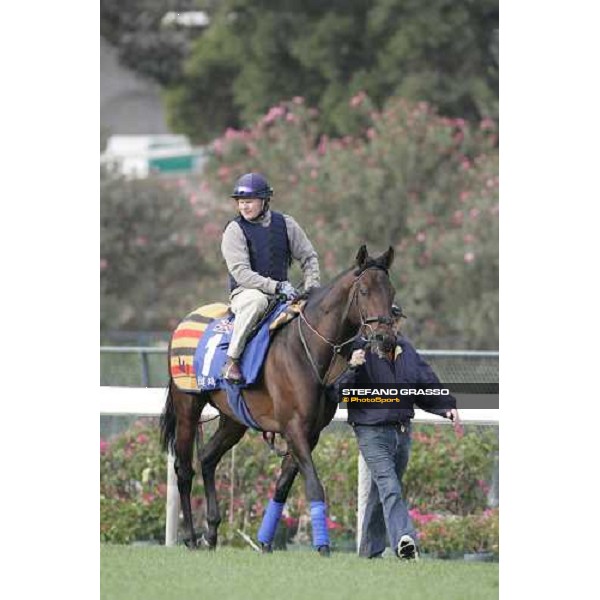 Rakti preparing for morning works at Sha Tin race track Hong Kong, 9th dec. 2005 ph. Stefano Grasso