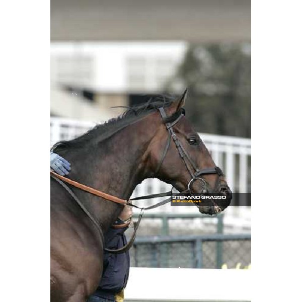 a close up for Rakti preparing for morning works at Sha Tin race track Hong Kong, 9th dec. 2005 ph. Stefano Grasso