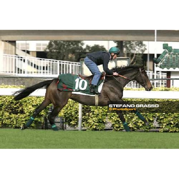 Shamdala during morning works at Sha Tin race track Hong Kong, 9th dec. 2005 ph. Stefano Grasso