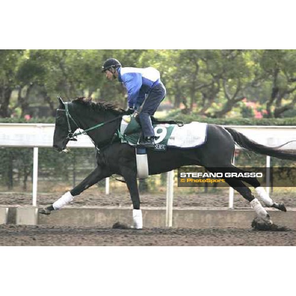 Six Sense during morning works at Sha Tin race track Hong Kong, 9th dec. 2005 ph. Stefano Grasso