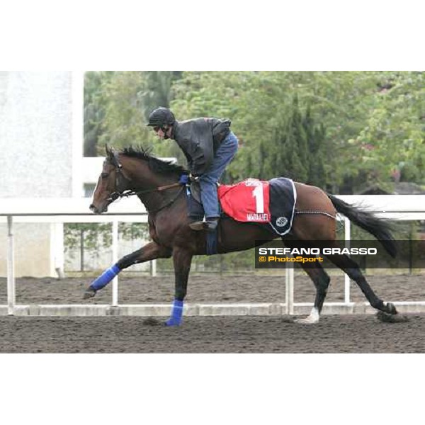 Maraahel during morning works at Sha Tin race track Hong Kong, 9th dec. 2005 ph. Stefano Grasso