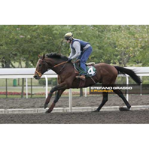 Warrsan during morning works at Sha Tin race track Hong Kong, 9th dec. 2005 ph. Stefano Grasso