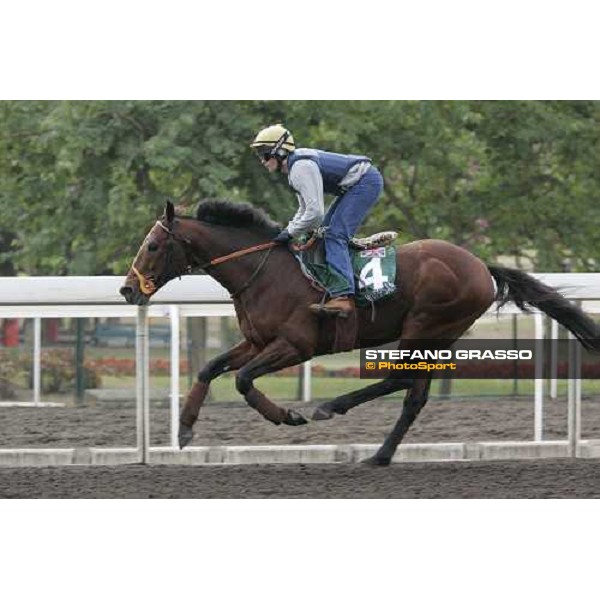 Warrsan during morning works at Sha Tin race track Hong Kong, 9th dec. 2005 ph. Stefano Grasso