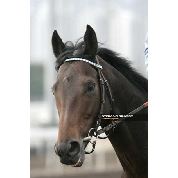 a close up for Westerner after morning works at Sha Tin race track Hong Kong, 9th dec. 2005 ph. Stefano Grasso