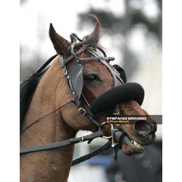 a close up for Judoka Royal winner of Prix du Luxembourg Paris Vincennes, 28th january 2006 ph. Stefano Grasso