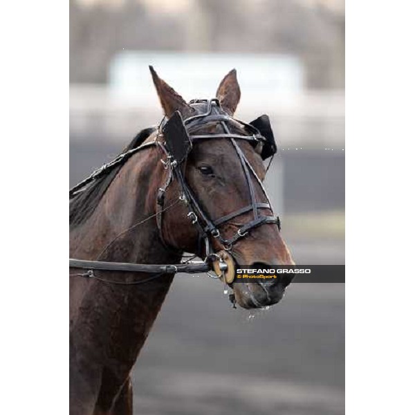 close up for Jag de Bellouet immediately before the start of 85¡ Grand Prix d\' Amerique Paris, 29th january 2006 ph. Stefano Grasso