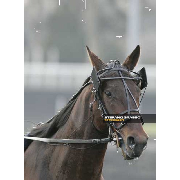 close up for Jag de Bellouet immediately before the start of 85¡ Grand Prix d\' Amerique Paris, 29th january 2006 ph. Stefano Grasso