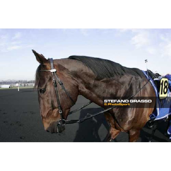 Jag de Bellouet winner of 85¡ Grand Prix d\' Amerique, return back to the stable after the morning warm up Paris, 29th january 2006 ph. Stefano Grasso