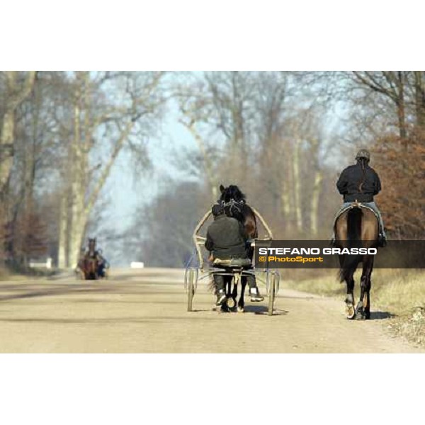 horses in training at Grosbois Paris Vincennes, 29th january 2006 ph. Stefano Grasso