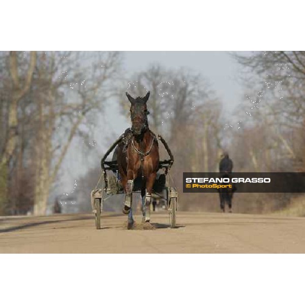 horses in training at Grosbois Paris Vincennes, 29th january 2006 ph. Stefano Grasso