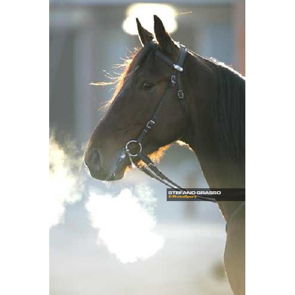 close up for Eclisse Deimar in training at Grosbois Paris Vincennes, 29th january 2006 ph. Stefano Grasso