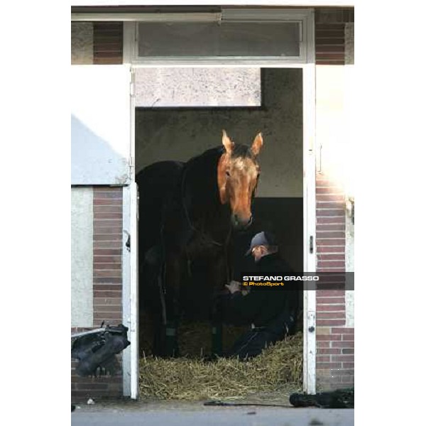 horse in training at Grosbois Paris Vincennes, 29th january 2006 ph. Stefano Grasso