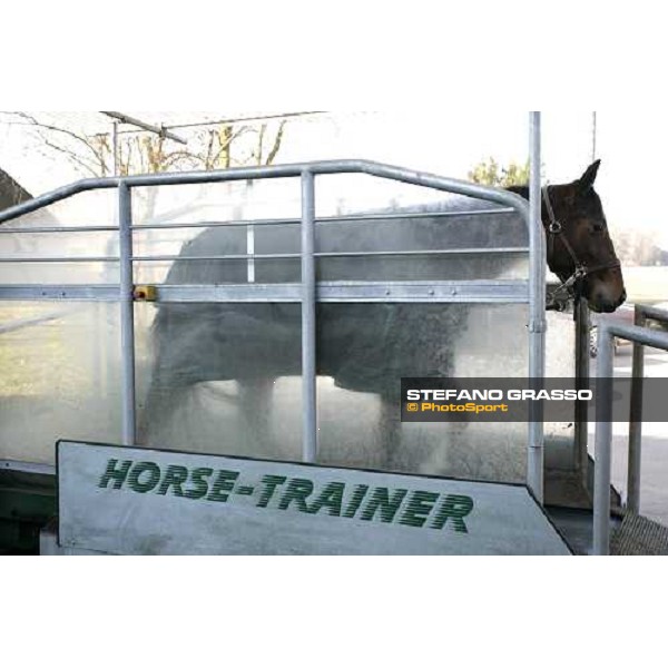 horse in training at Grosbois Paris Vincennes, 29th january 2006 ph. Stefano Grasso