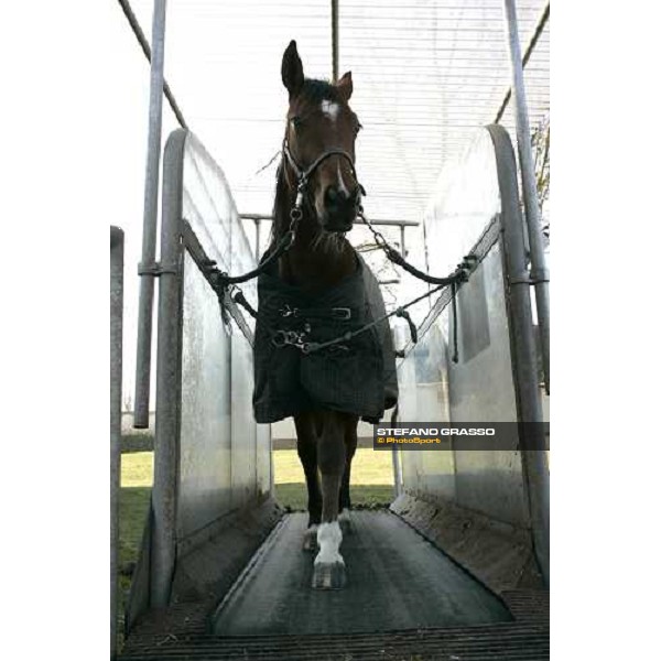 horse in training at Grosbois Paris Vincennes, 29th january 2006 ph. Stefano Grasso