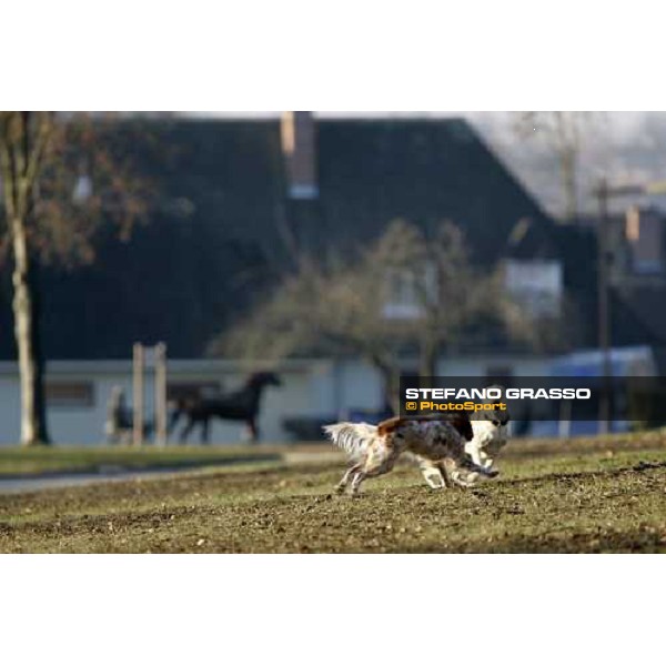 two dogs playing at Grosbois, training center for trotting horses Grosbois, 30th january 2006 ph. Stefano Grasso