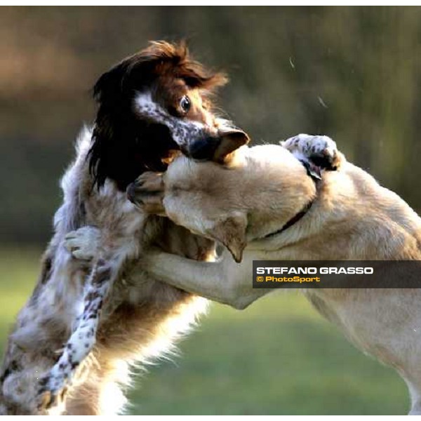 two dogs playing at Grosbois, training center for trotting horses Grosbois, 30th january 2006 ph. Stefano Grasso