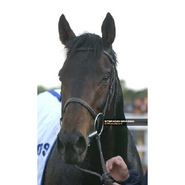 \'close up for Imperial Dancer, winner of Gran Premio Roma 2003 Rome, nov. 16 2003-ph.Stefano Grasso\' 
