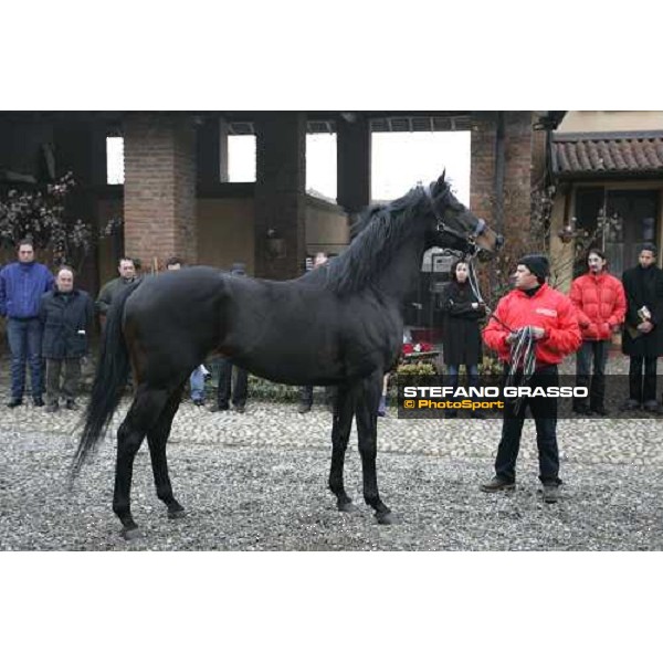 Sumitas at Montecucco Stud. Codogno (Lo), 18th february 2006 ph. Stefano Grasso