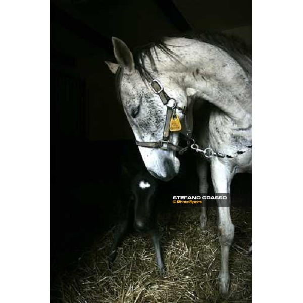 a foal from Sumitas with his mare at Montecucco Stud. Codogno (Lo), 18th february 2006 ph. Stefano Grasso