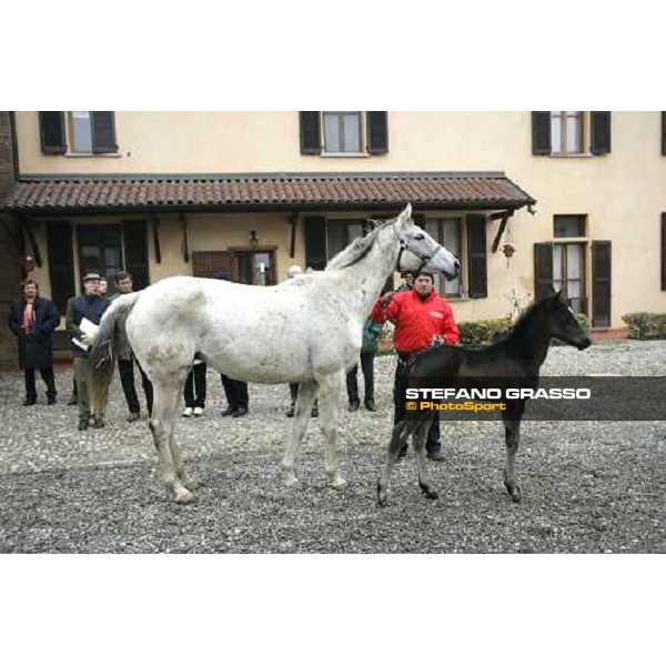 a foal from Sumitas with his mare at Montecucco Stud. Codogno (Lo), 18th february 2006 ph. Stefano Grasso