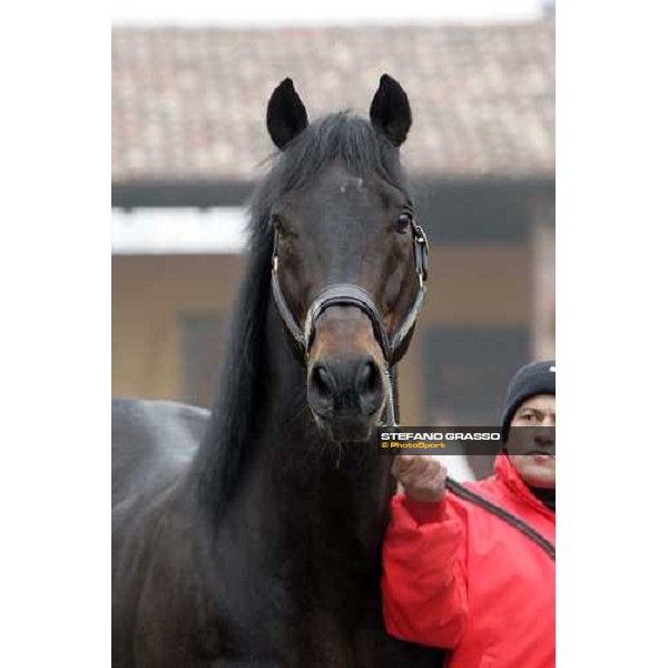 close up for Northern Flagship at Montecucco Stud. Codogno (Lo), 18th february 2006 ph. Stefano Grasso