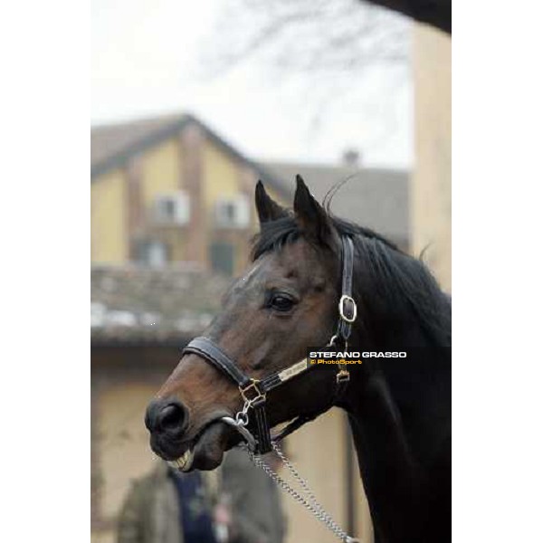 close up for Roi Danzig at Montecucco Stud. Codogno (Lo), 18th february 2006 ph. Stefano Grasso