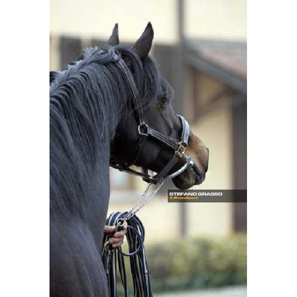 close up for Sumitas at Montecucco Stud. Codogno (Lo), 18th february 2006 ph. Stefano Grasso