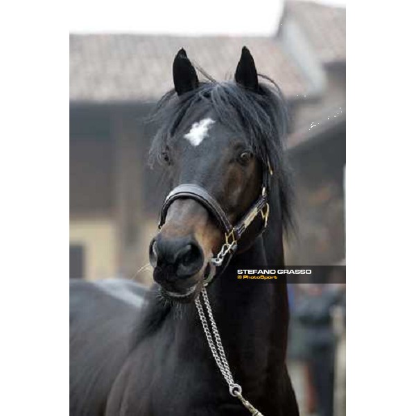 close up for Sumitas at Montecucco Stud. Codogno (Lo), 18th february 2006 ph. Stefano Grasso