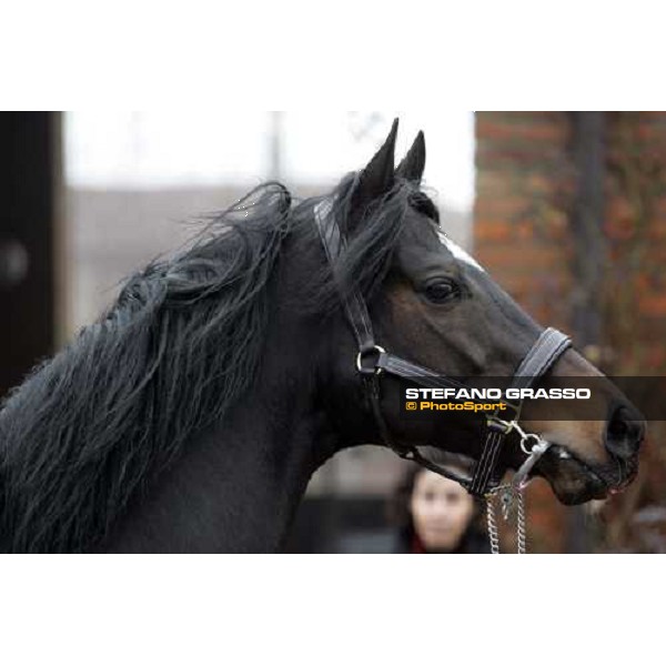 close up for Sumitas at Montecucco Stud. Codogno (Lo), 18th february 2006 ph. Stefano Grasso