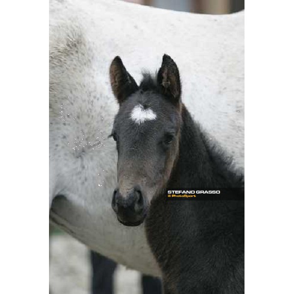 a foal from Sumitas with his mare at Montecucco Stud. Codogno (Lo), 18th february 2006 ph. Stefano Grasso