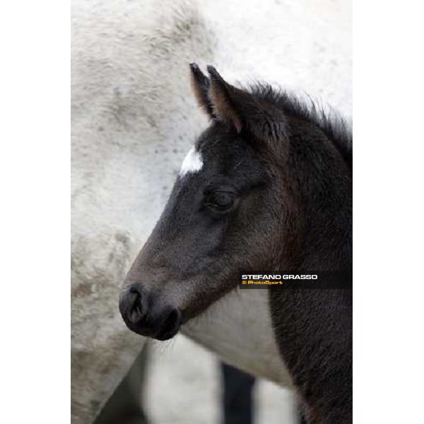 a foal from Sumitas with his mare at Montecucco Stud. Codogno (Lo), 18th february 2006 ph. Stefano Grasso