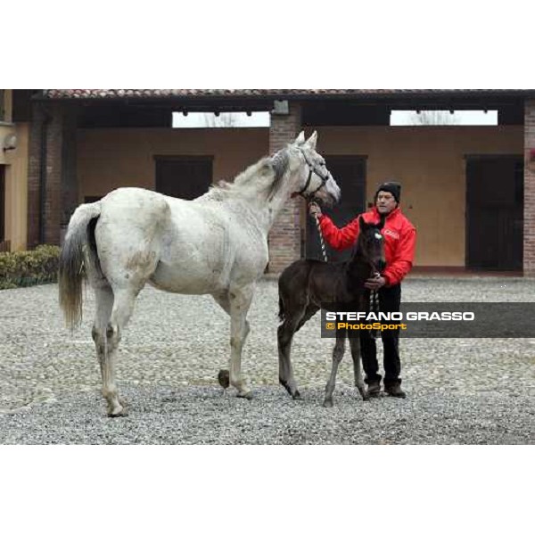 a foal from Sumitas with his mare at Montecucco Stud. Codogno (Lo), 18th february 2006 ph. Stefano Grasso