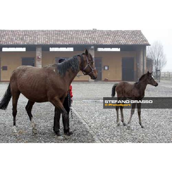 a foal from Sumitas with his mare at Montecucco Stud. Codogno (Lo), 18th february 2006 ph. Stefano Grasso