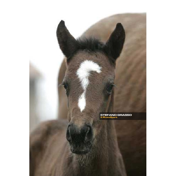 a foal from Sumitas Codogno (Lo), 18th february 2006 ph. Stefano Grasso