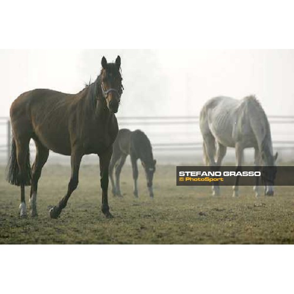 a foal from Sumitas with his mare at Montecucco Stud. Codogno (Lo), 18th february 2006 ph. Stefano Grasso