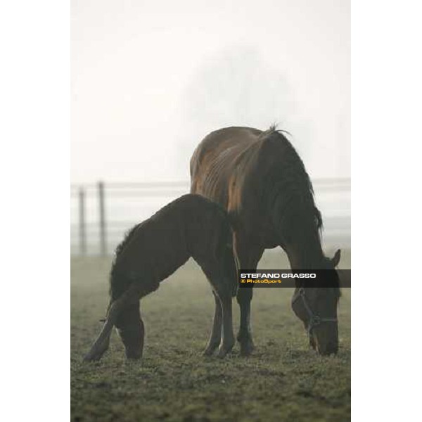 a foal from Sumitas with his mare at Montecucco Stud. Codogno (Lo), 18th february 2006 ph. Stefano Grasso