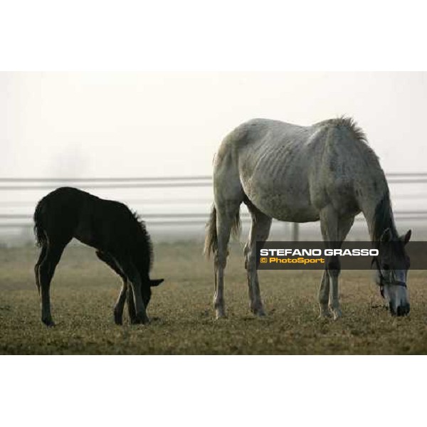 a foal from Sumitas with his mare at Montecucco Stud. Codogno (Lo), 18th february 2006 ph. Stefano Grasso