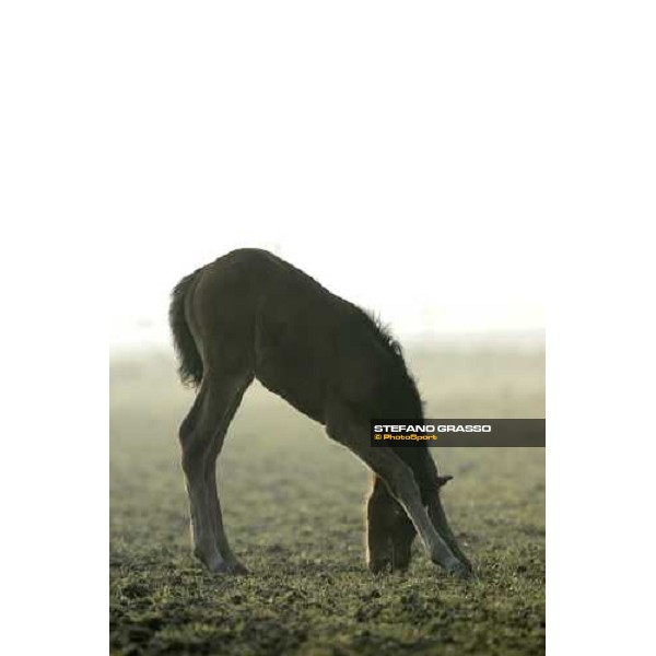 a foal from Sumitas in the paddock at Montecucco Stud. Codogno (Lo), 18th february 2006 ph. Stefano Grasso