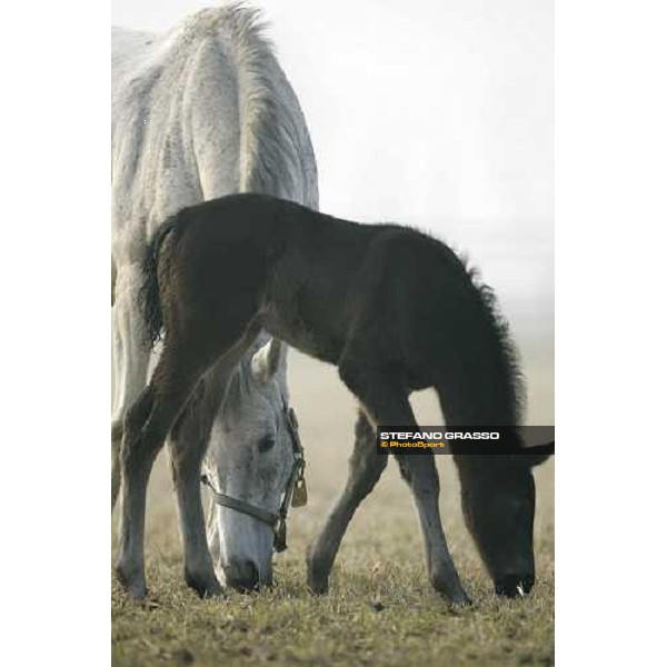 a foal from Sumitas with his mare at Montecucco Stud. Codogno (Lo), 18th february 2006 ph. Stefano Grasso